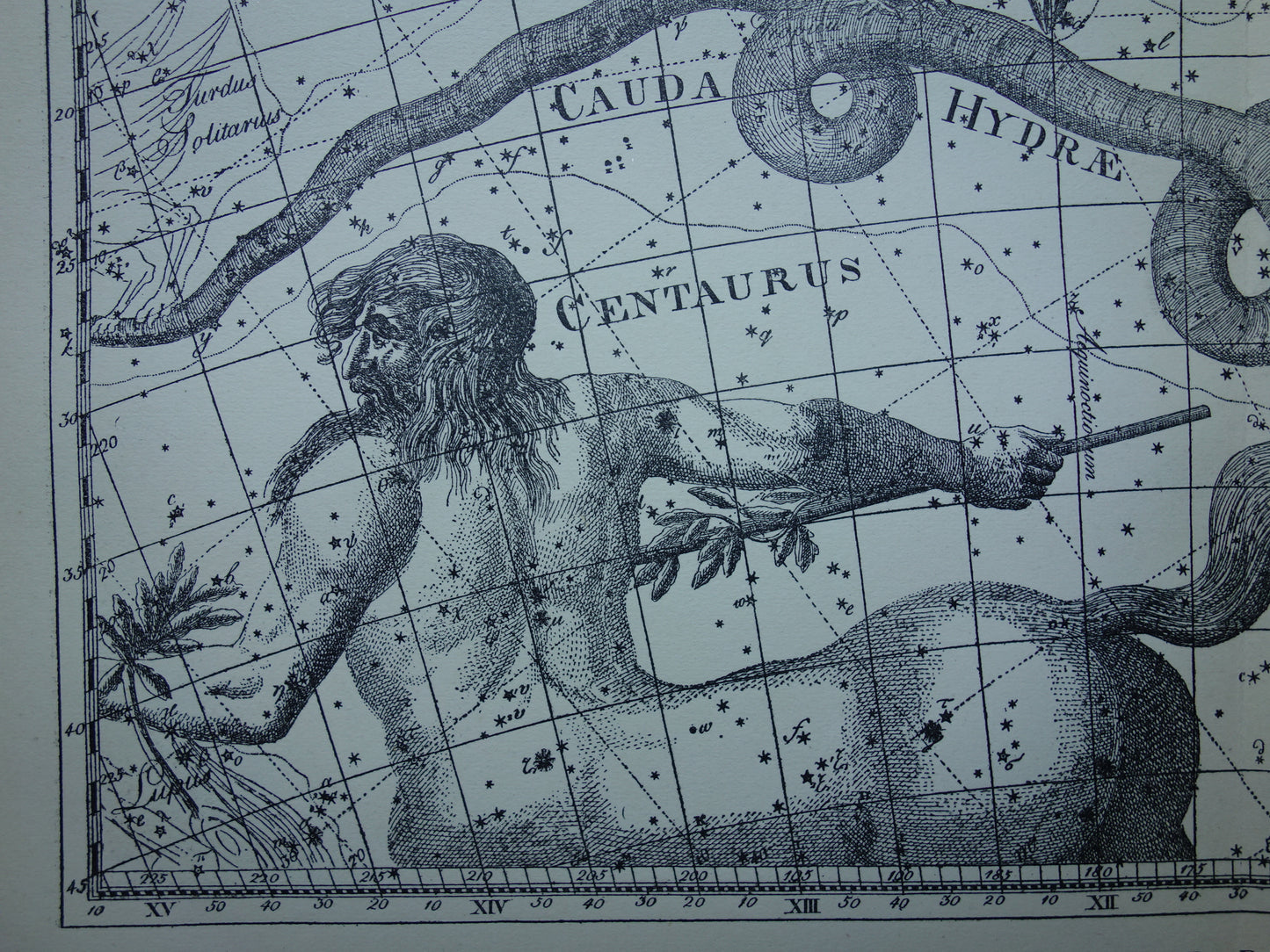 Oude astrologie prent van sterrenbeelden Centaur Raaf Kat Antieke sterrenkaart sterrenbeeld Waterslang Hydra Centaurus Felis vintage asronomie print