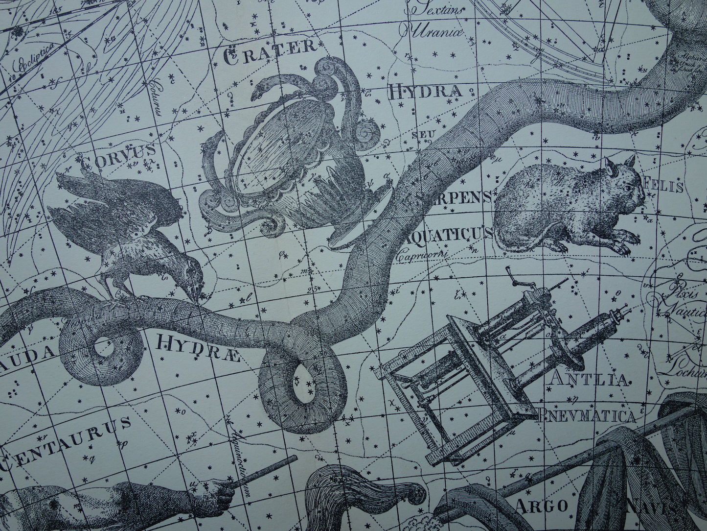 Oude astrologie prent van sterrenbeelden Centaur Raaf Kat Antieke sterrenkaart sterrenbeeld Waterslang Hydra Centaurus Felis vintage asronomie print