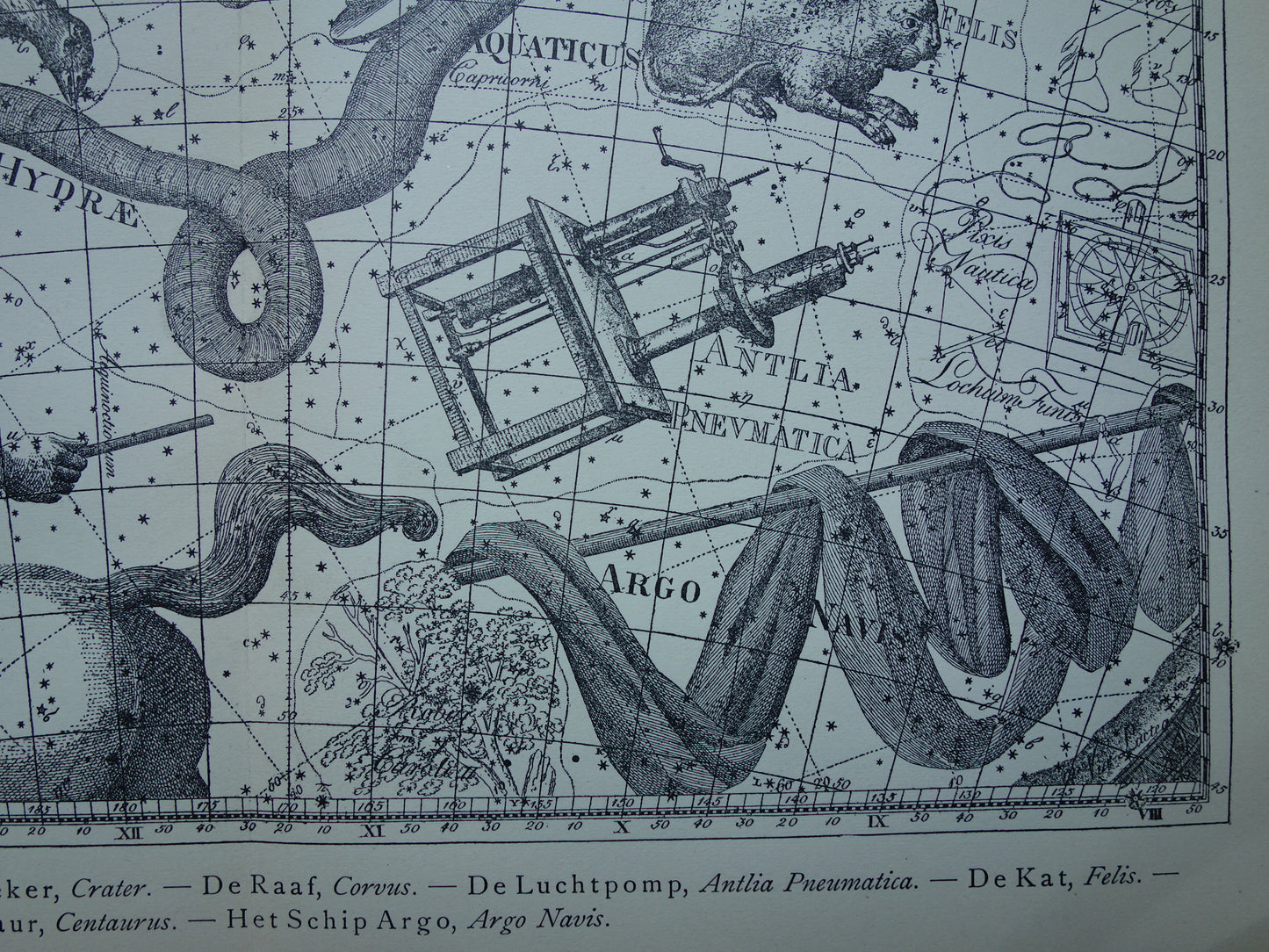 Oude astrologie prent van sterrenbeelden Centaur Raaf Kat Antieke sterrenkaart sterrenbeeld Waterslang Hydra Centaurus Felis vintage asronomie print