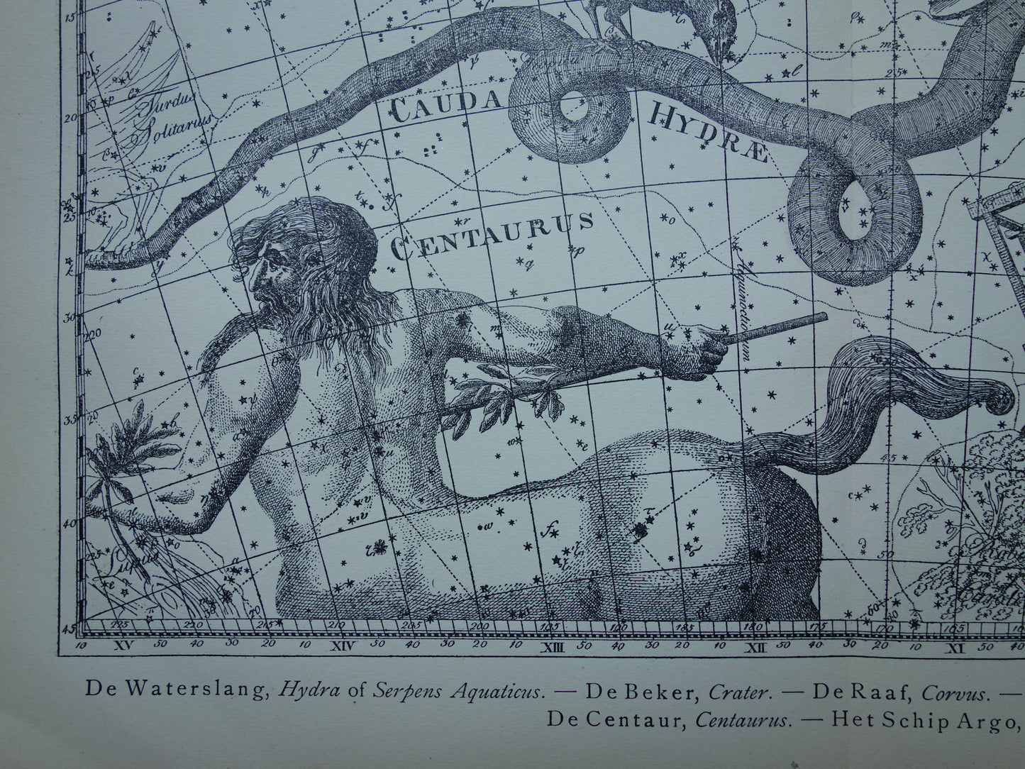 Oude astrologie prent van sterrenbeelden Centaur Raaf Kat Antieke sterrenkaart sterrenbeeld Waterslang Hydra Centaurus Felis vintage asronomie print
