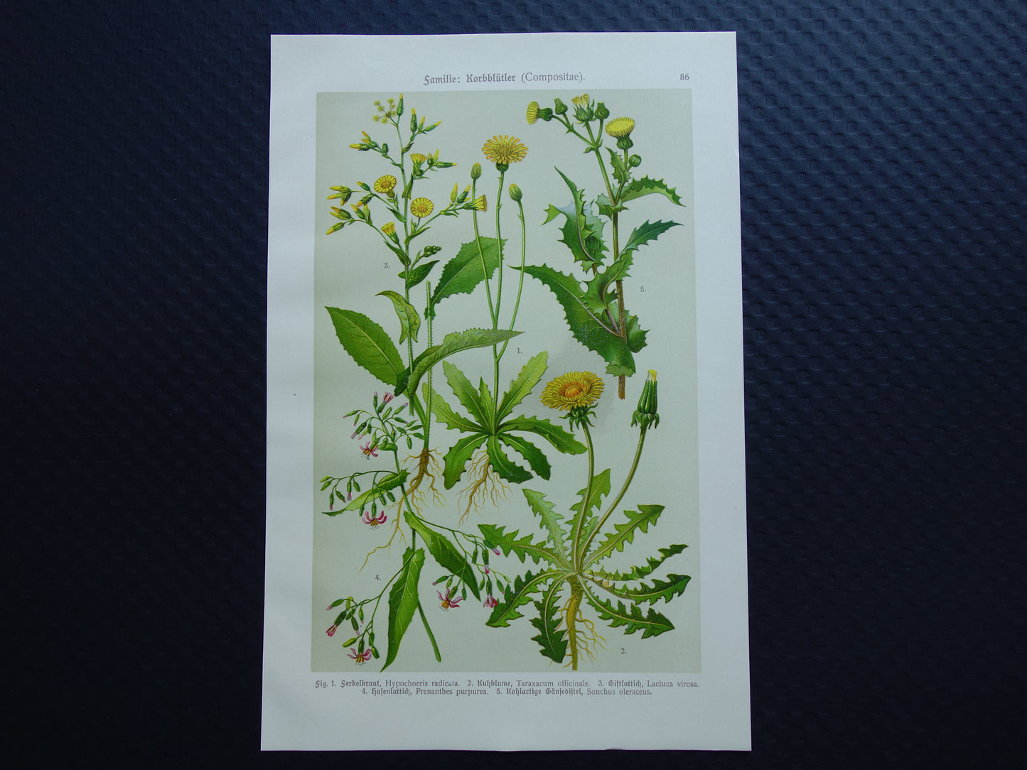 Oude botanische prent Paardenbloem originele antieke illustratie Biggenkruid botanie prenten bloemen