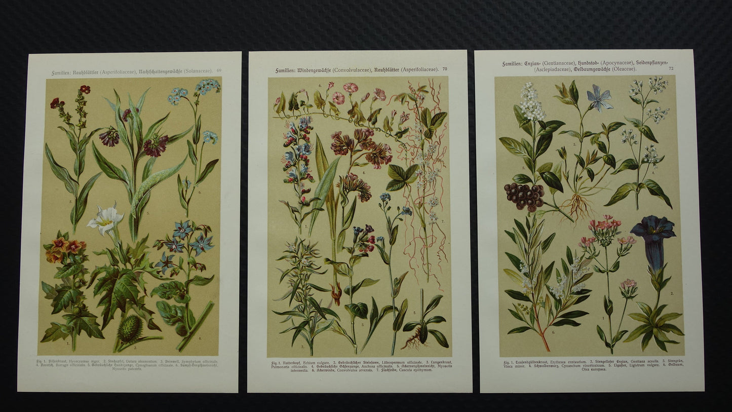 Oude botanische prenten set van drie 1911 originele antieke illustratie bloemen planten