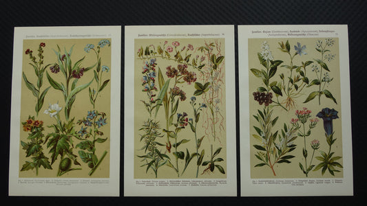 Oude botanische prenten set van drie 1911 originele antieke illustratie bloemen planten