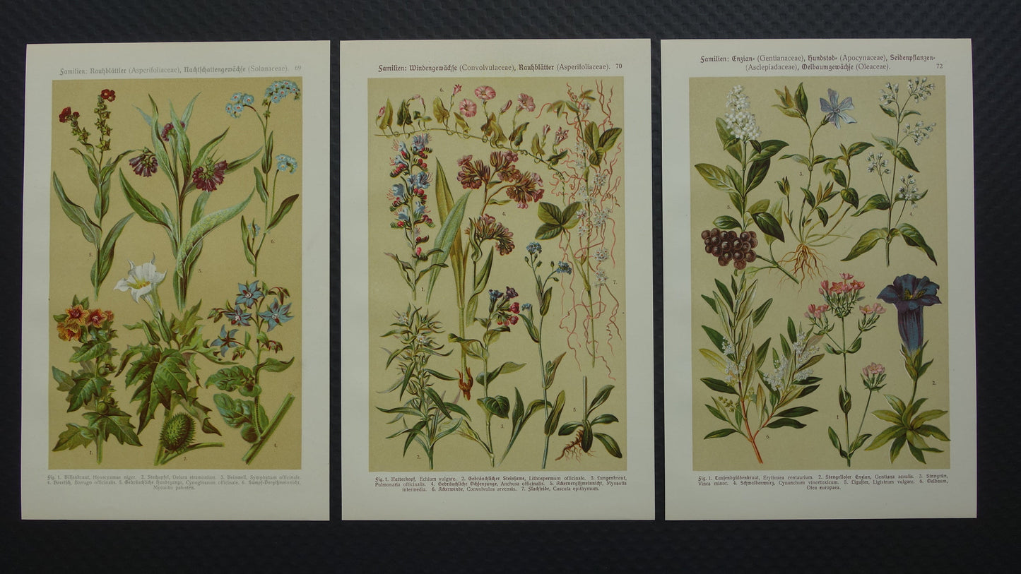 Oude botanische prenten set van drie 1911 originele antieke illustratie bloemen planten