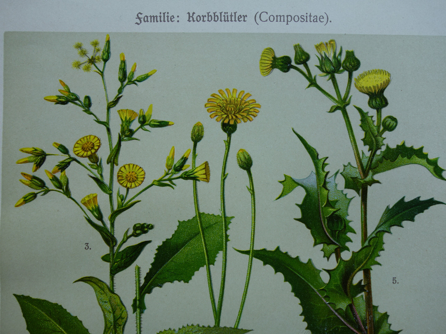 Oude botanische prent Paardenbloem originele antieke illustratie Biggenkruid botanie prenten bloemen