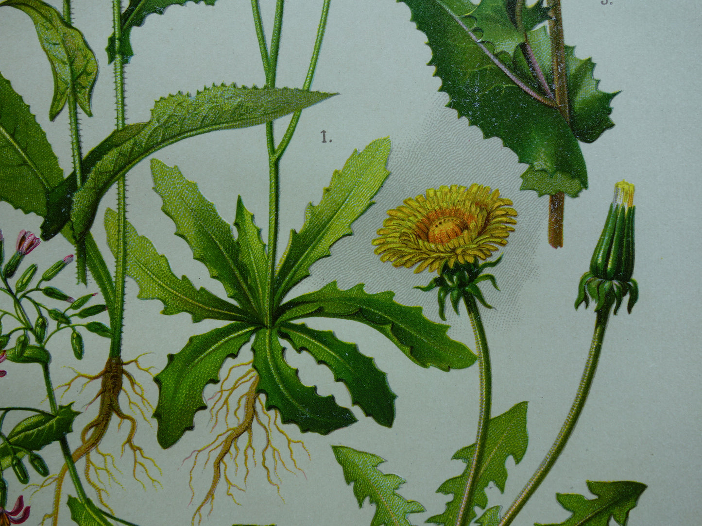Oude botanische prent Paardenbloem originele antieke illustratie Biggenkruid botanie prenten bloemen