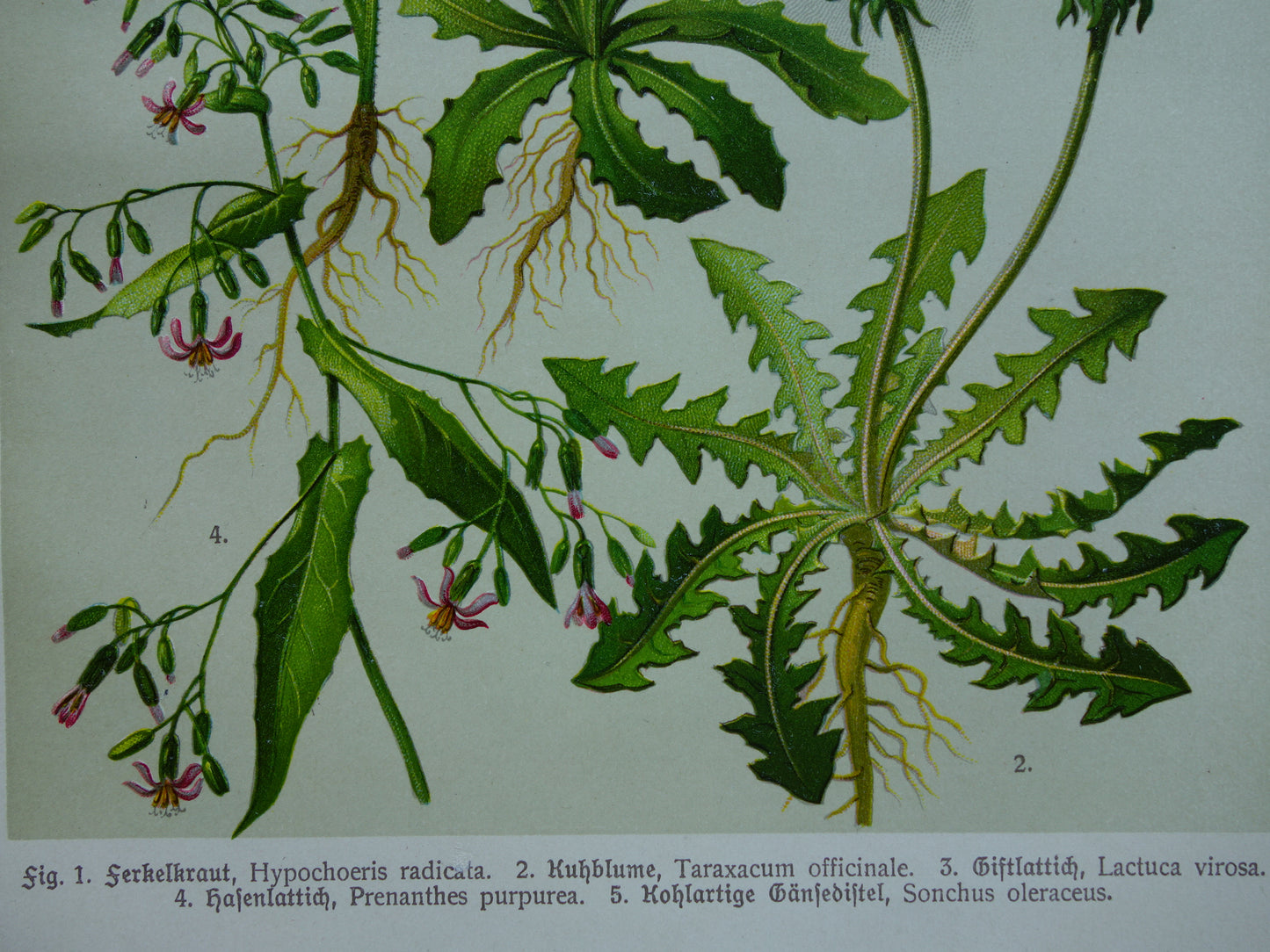 Oude botanische prent Paardenbloem originele antieke illustratie Biggenkruid botanie prenten bloemen