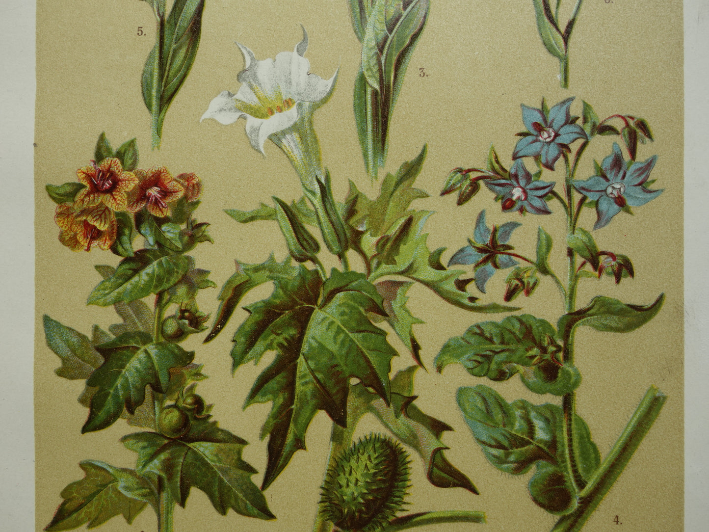 Oude botanische prenten set van drie 1911 originele antieke illustratie bloemen planten