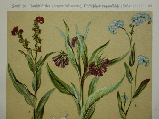 Oude botanische prenten set van drie 1911 originele antieke illustratie bloemen planten