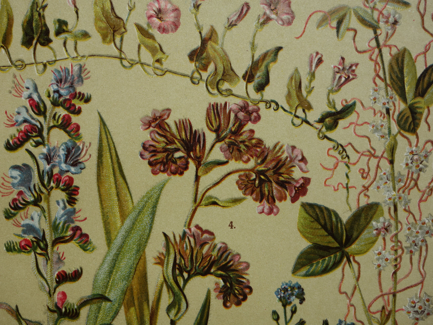 Oude botanische prenten set van drie 1911 originele antieke illustratie bloemen planten