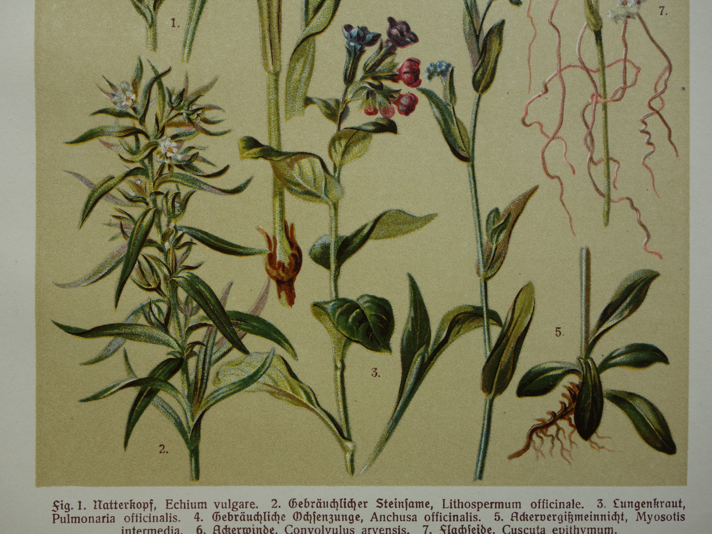 Oude botanische prenten set van drie 1911 originele antieke illustratie bloemen planten