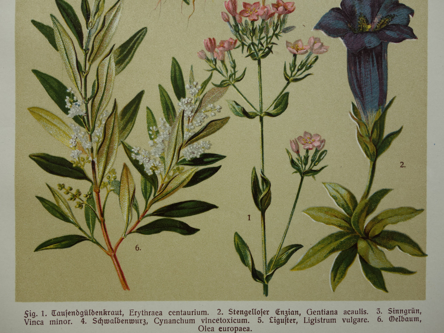 Oude botanische prenten set van drie 1911 originele antieke illustratie bloemen planten