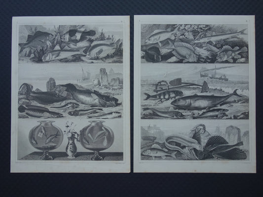 VISSEN Set van 2 originele antieke gravures 1849 Prenten Vis Vissoorten Oude Prints