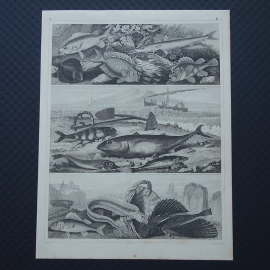 VISSEN Set van 2 originele antieke gravures 1849 Prenten Vis Vissoorten Oude Prints