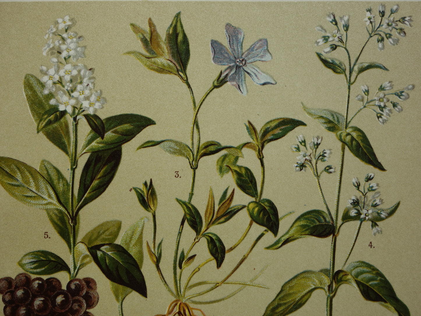 Oude botanische prenten set van drie 1911 originele antieke illustratie bloemen planten