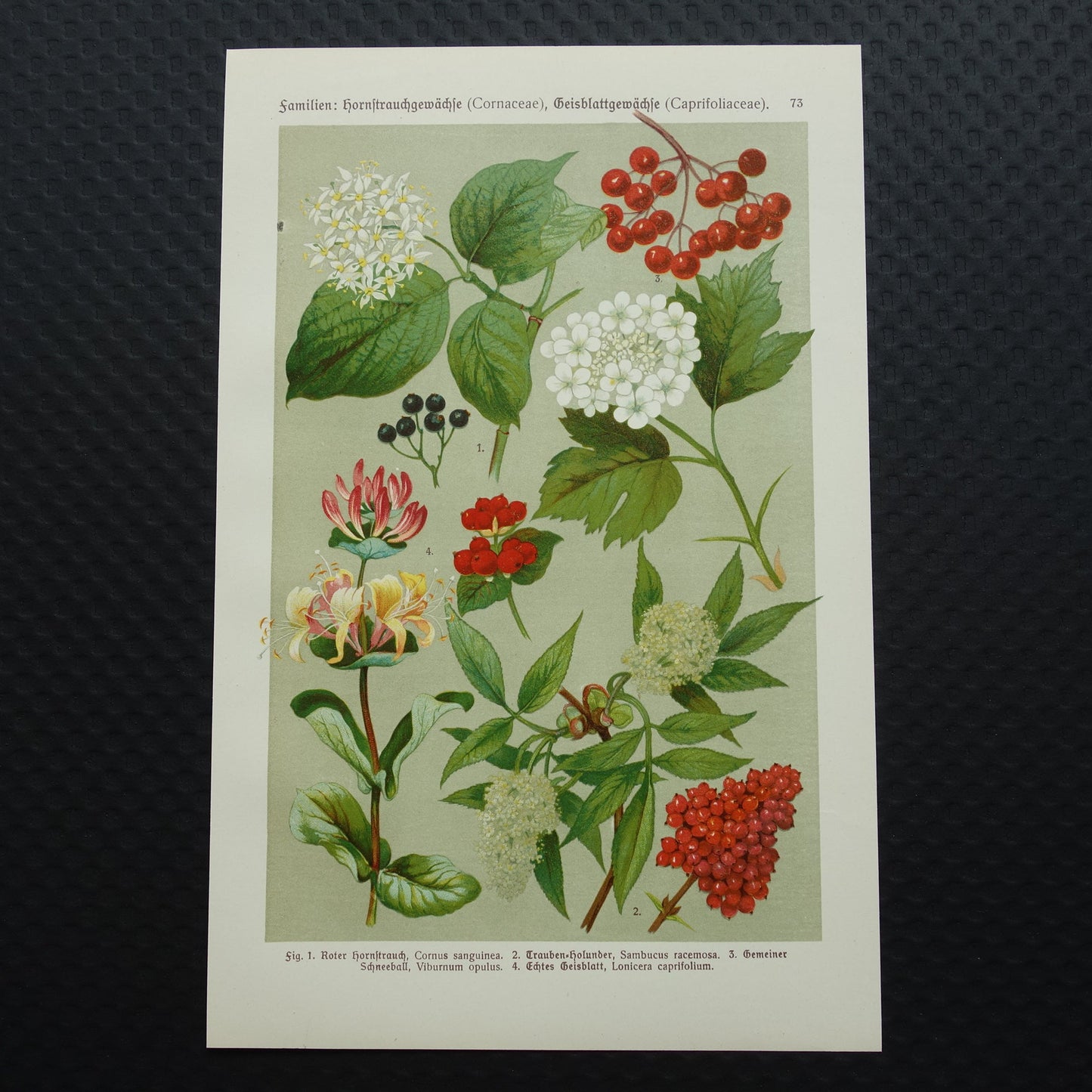 KAMPERFOELIE Oude botanische prent 1911 originele antieke illustratie Gelderse roos botanie prenten bloemen