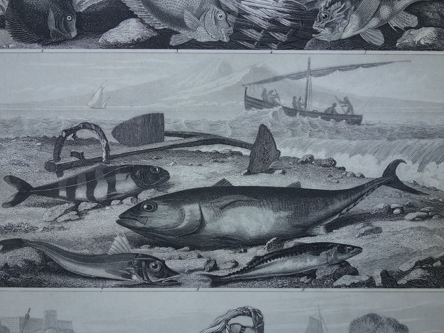 VISSEN Set van 2 originele antieke gravures 1849 Prenten Vis Vissoorten Oude Prints