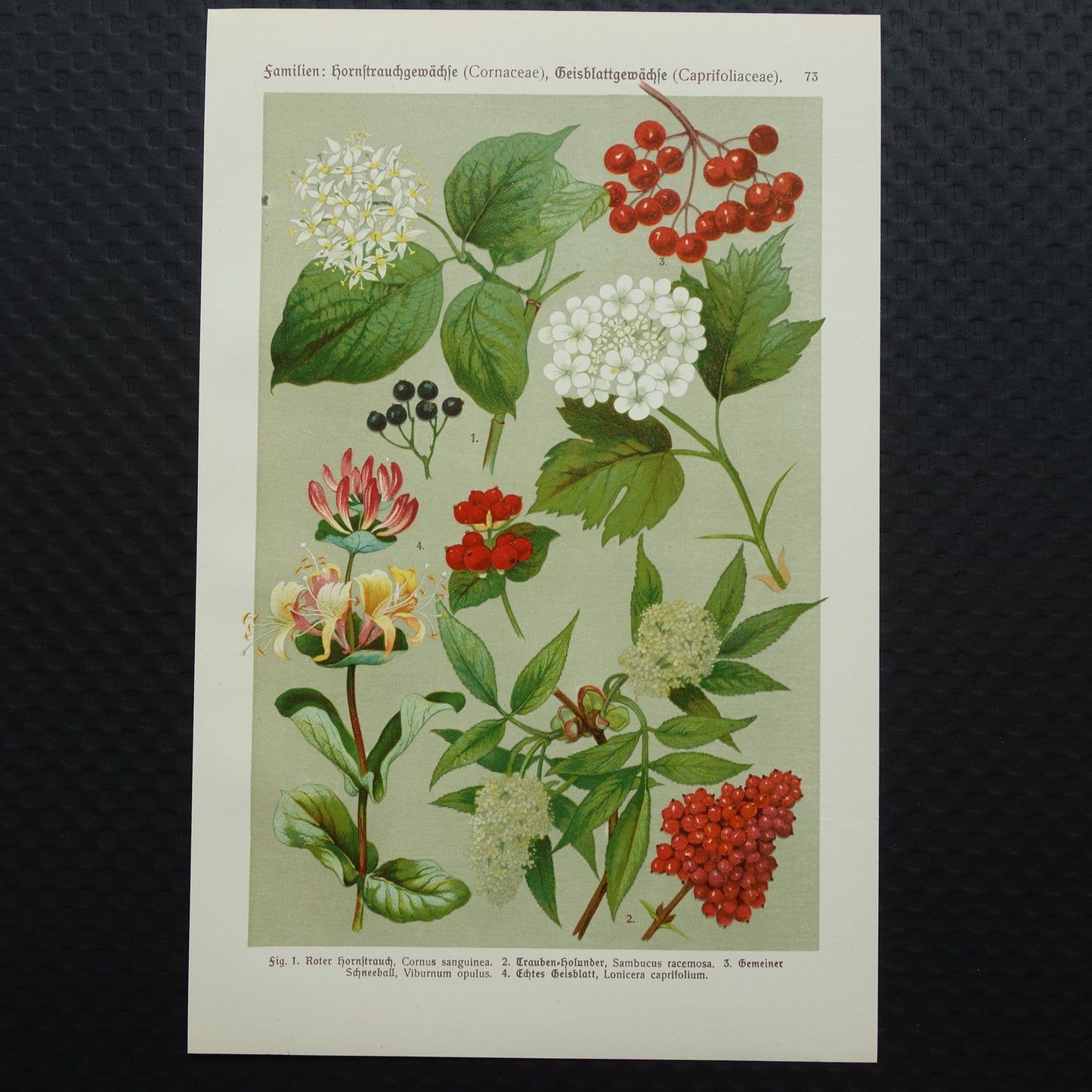 KAMPERFOELIE Oude botanische prent 1911 originele antieke illustratie Gelderse roos botanie prenten bloemen