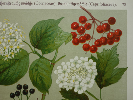 KAMPERFOELIE Oude botanische prent 1911 originele antieke illustratie Gelderse roos botanie prenten bloemen