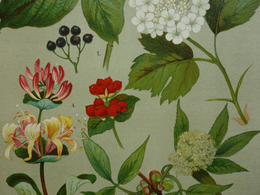 KAMPERFOELIE Oude botanische prent 1911 originele antieke illustratie Gelderse roos botanie prenten bloemen