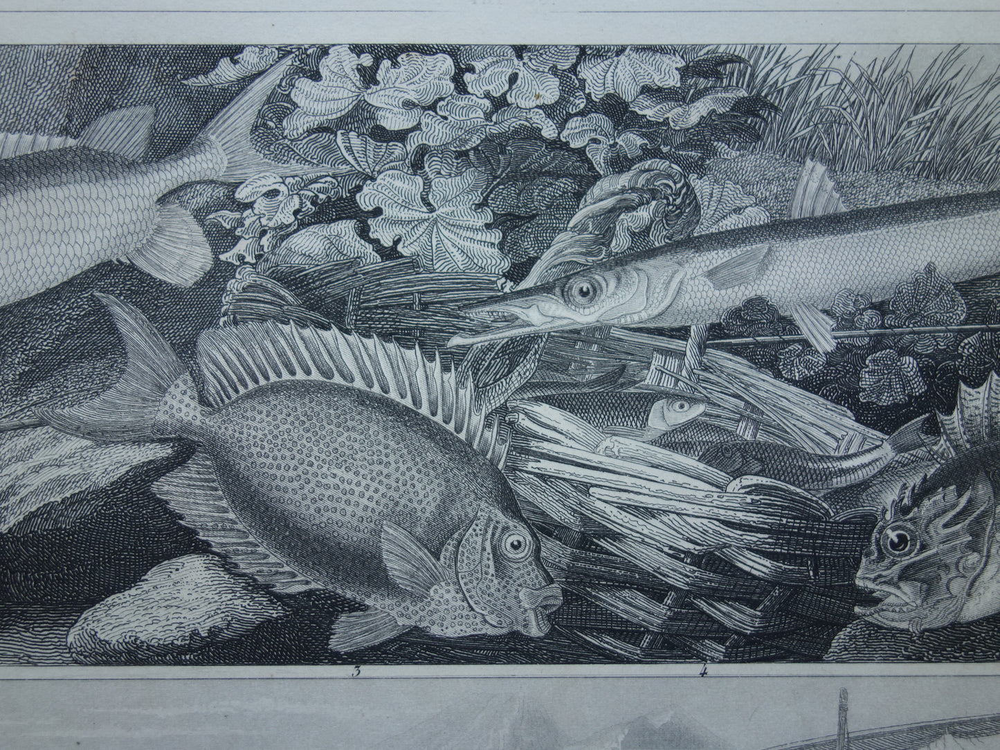 VISSEN Set van 2 originele antieke gravures 1849 Prenten Vis Vissoorten Oude Prints