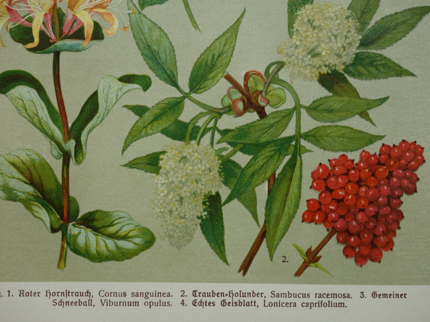 KAMPERFOELIE Oude botanische prent 1911 originele antieke illustratie Gelderse roos botanie prenten bloemen