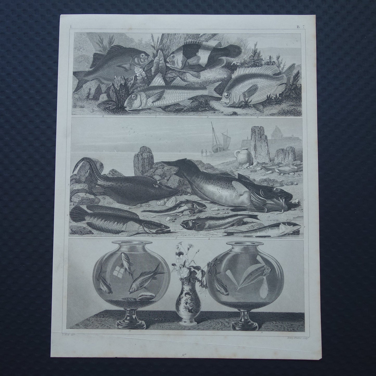 VISSEN Set van 2 originele antieke gravures 1849 Prenten Vis Vissoorten Oude Prints