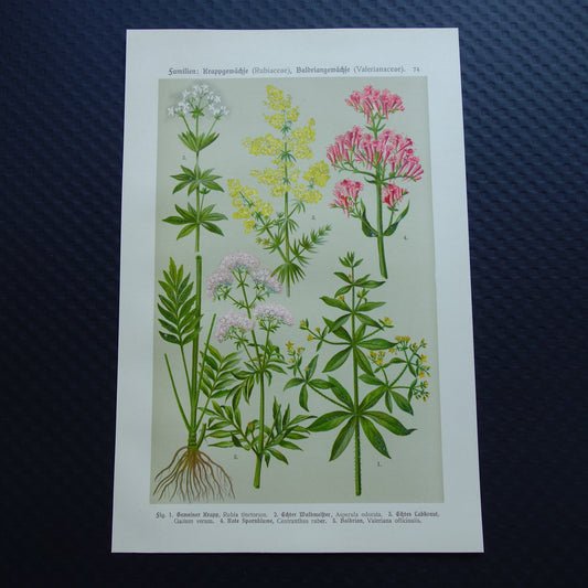 VALERIAAN Oude botanische prent 1911 originele antieke illustratie Geel Walstro botanie prenten bloemen