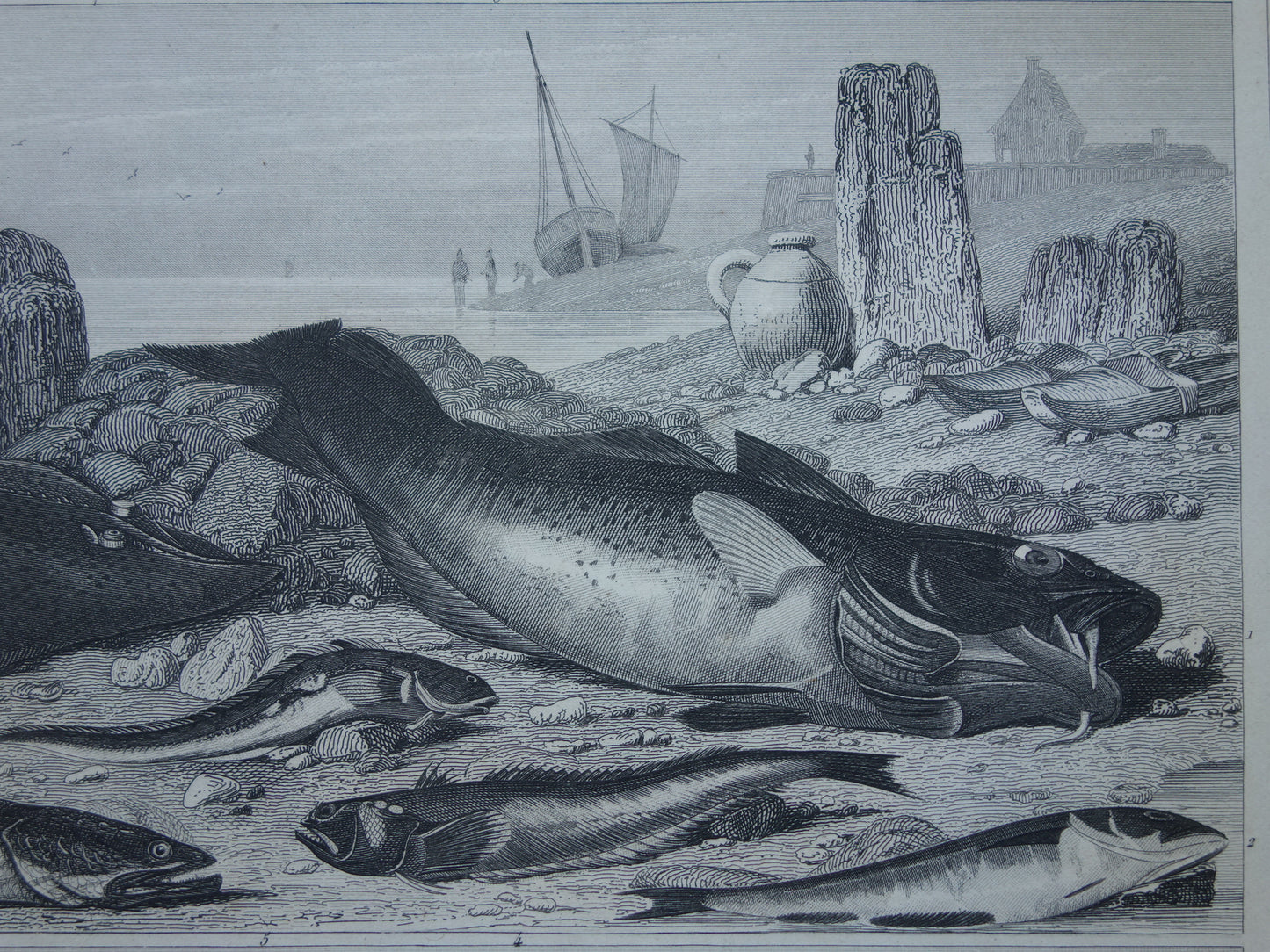 VISSEN Set van 2 originele antieke gravures 1849 Prenten Vis Vissoorten Oude Prints