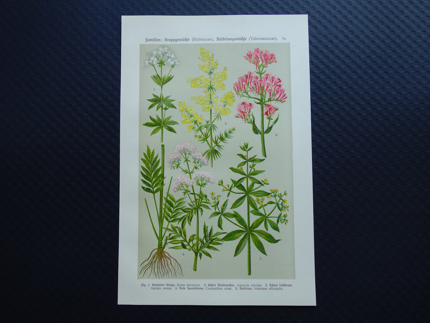 VALERIAAN Oude botanische prent 1911 originele antieke illustratie Geel Walstro botanie prenten bloemen