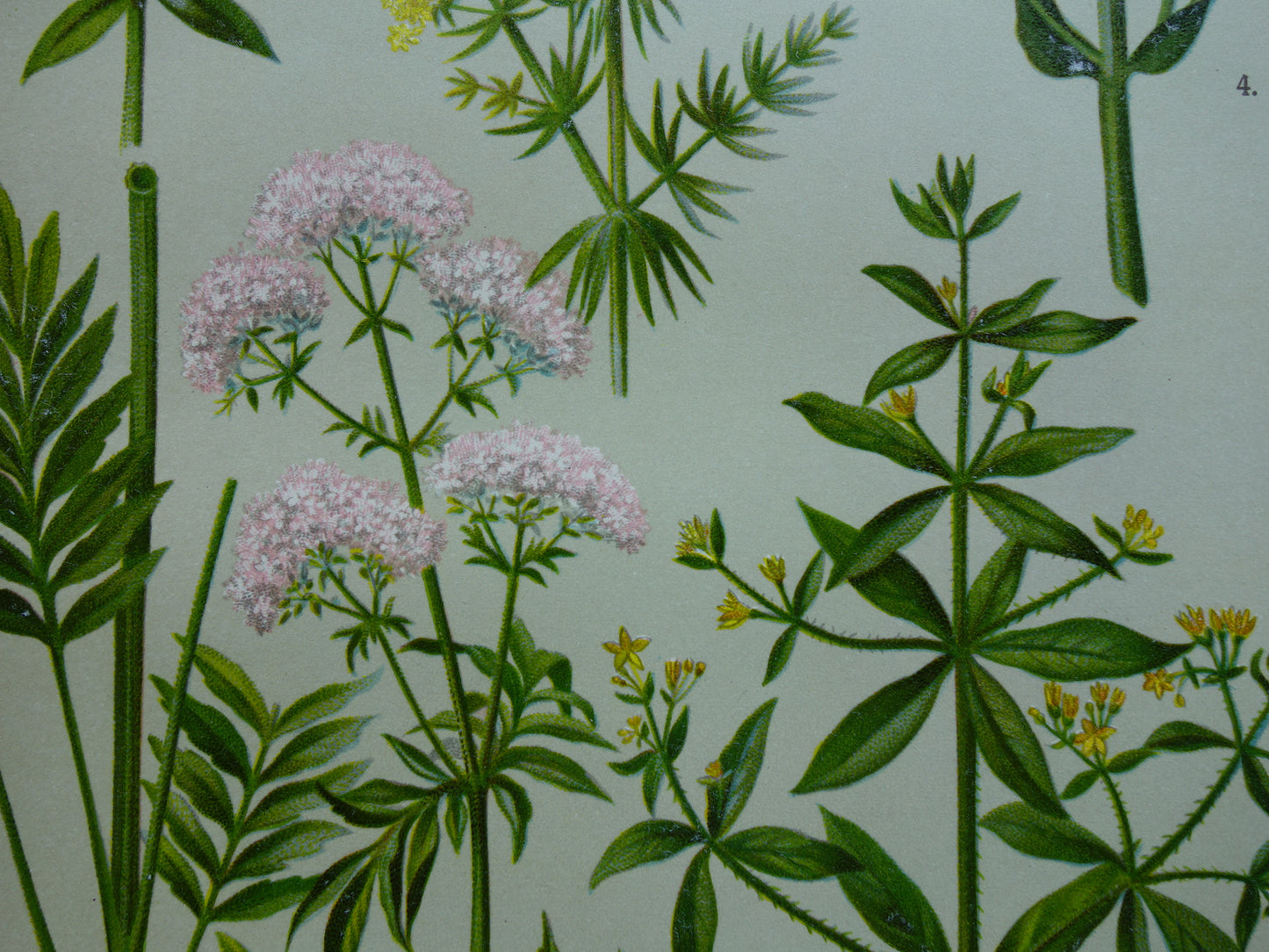 Valeriaan antieke illustratie oude prent