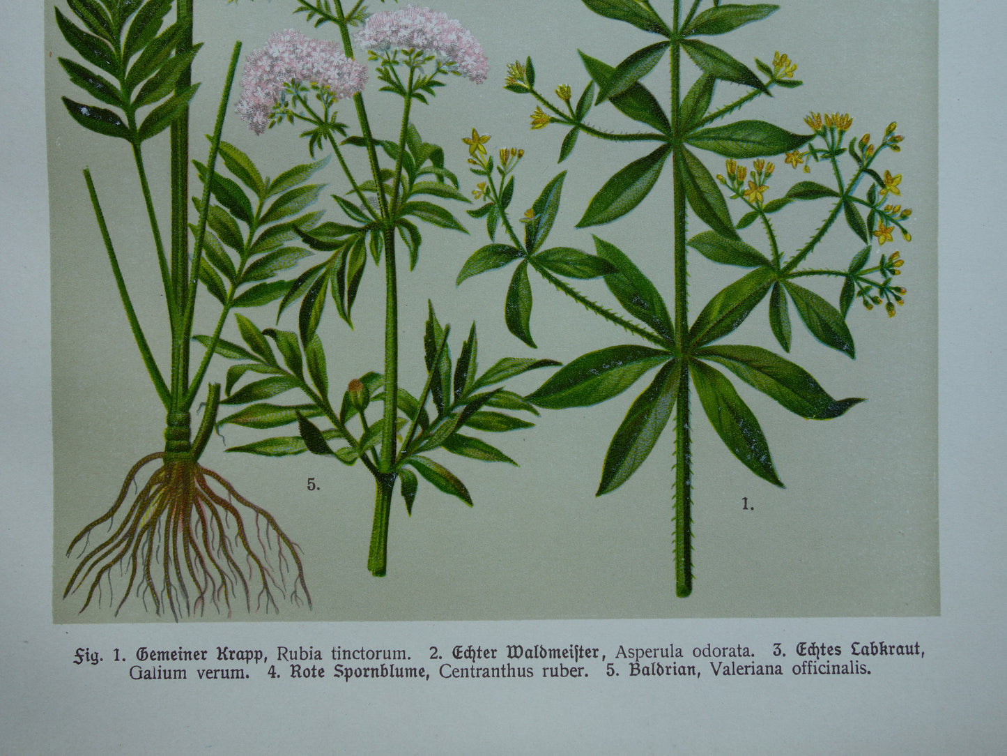 VALERIAAN Oude botanische prent 1911 originele antieke illustratie Geel Walstro botanie prenten bloemen