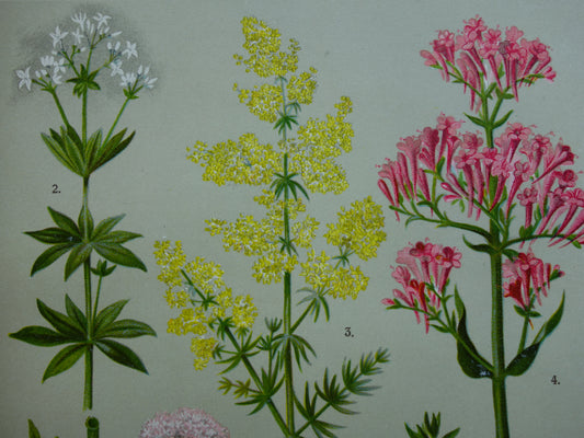 VALERIAAN Oude botanische prent 1911 originele antieke illustratie Geel Walstro botanie prenten bloemen