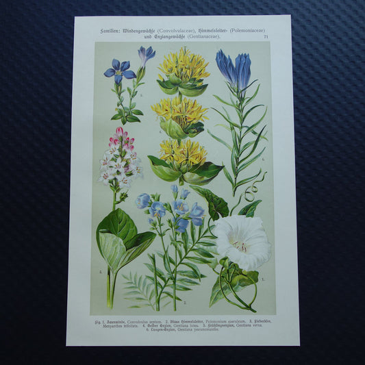 GELE GENTIAAN Oude botanische prent 1911 originele antieke illustratie Haagwinde Jacobsladder botanie prenten bloemen