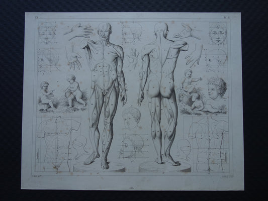 Oude prent over theorie schilderkunst en spieren en proporties van het menselijk lichaam originele antieke illustratie vintage prints