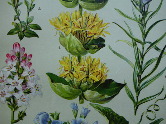 Gele Gentiaan oude illustratie vintage muurdecoratie