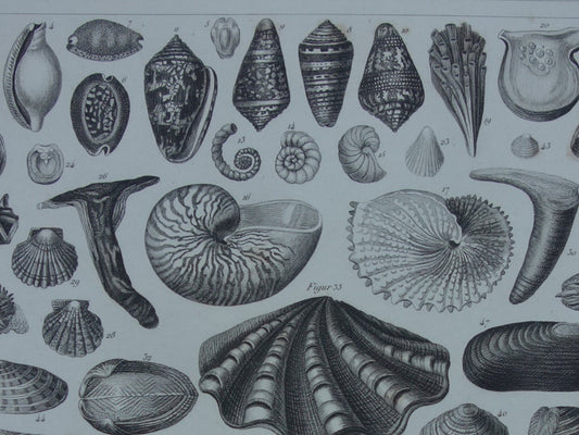 Oude prent van schelpen zeesterren zeeleven originele antieke illustratie schelp zeester inktvis vintage afbeelding prints