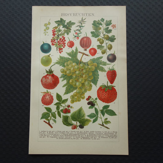 Druiven oude botanische prent uit het jaar 1910 originele antieke fruit illustratie aardbei framboos aalbes
