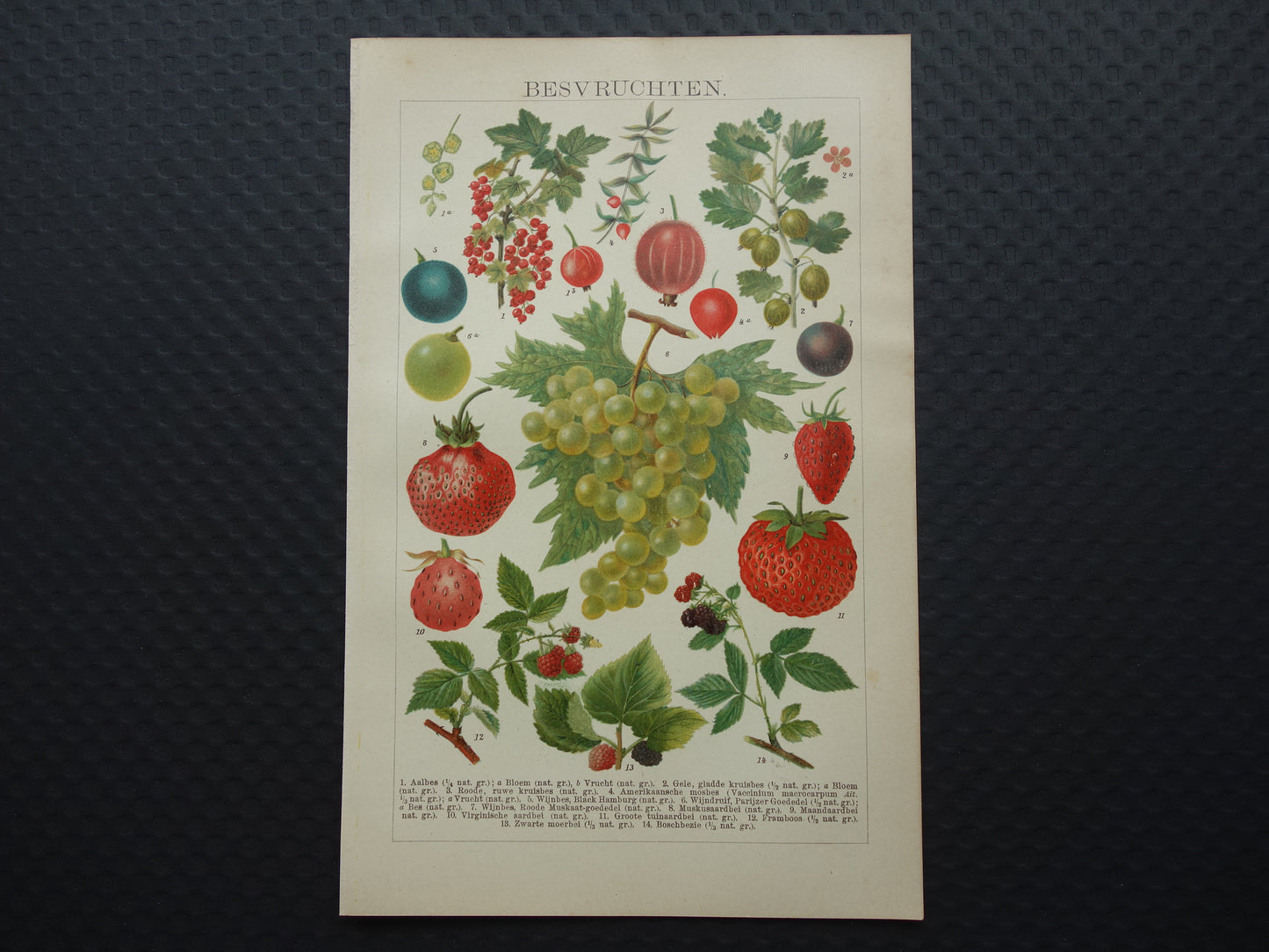 Druiven oude botanische prent uit het jaar 1910 originele antieke fruit illustratie aardbei framboos aalbes