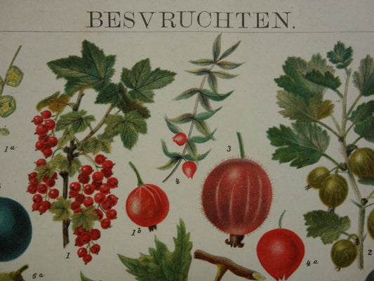 Grapes old botanical print from the year 1910 original antique fruit illustration strawberry raspberry currant