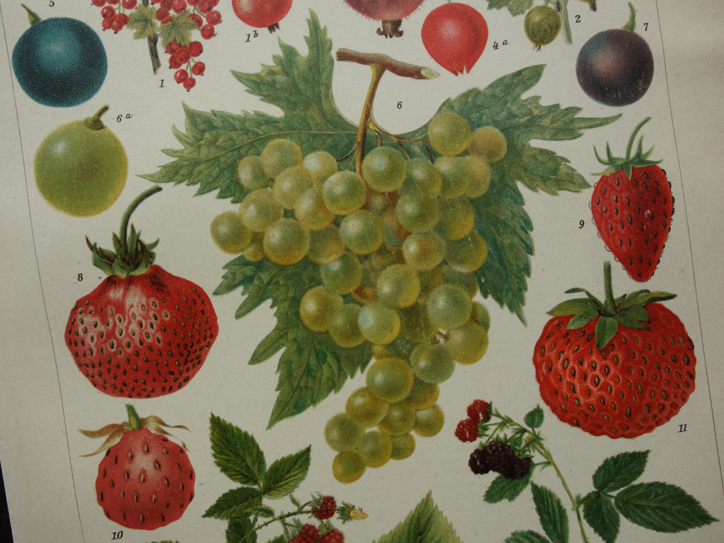 Druiven oude botanische prent uit het jaar 1910 originele antieke fruit illustratie aardbei framboos aalbes