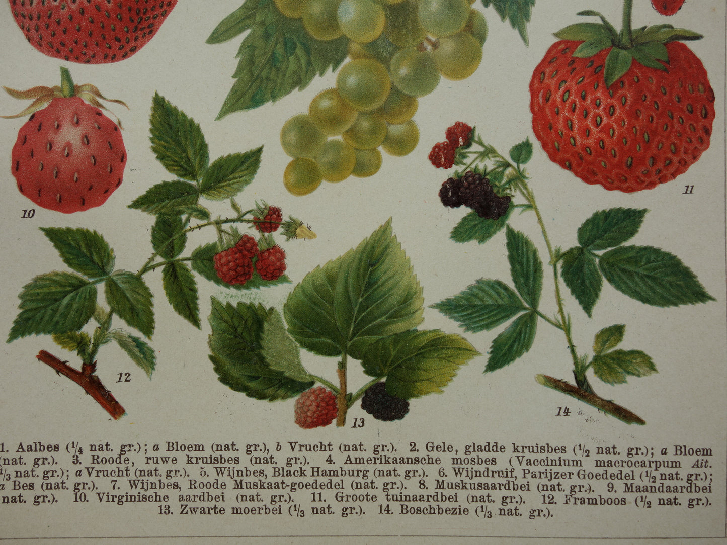 Druiven oude botanische prent uit het jaar 1910 originele antieke fruit illustratie aardbei framboos aalbes