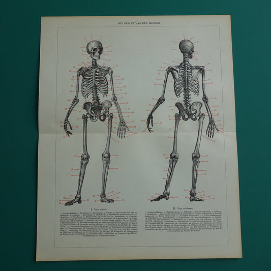SKELET Oude anatomische prent uit 1938 Nederlandse originele vintage anatomie illustratie geraamte