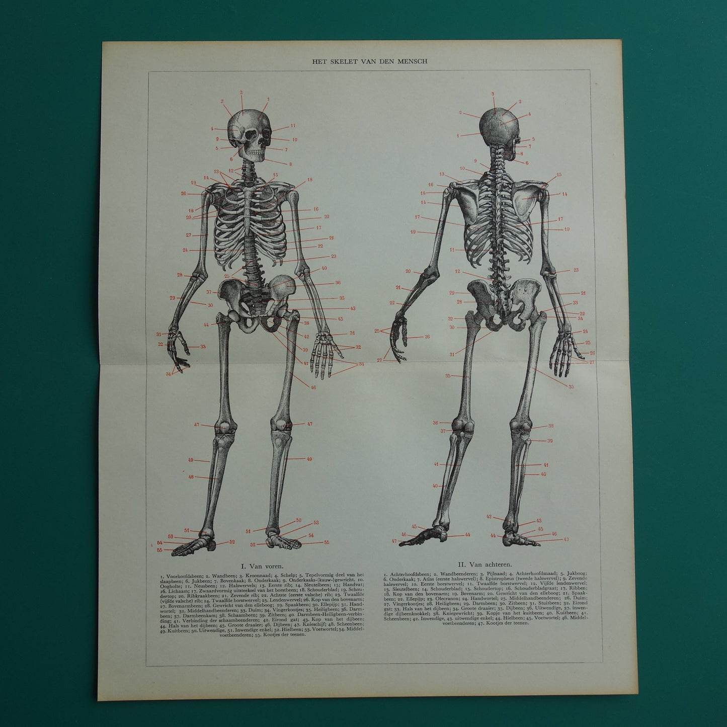 SKELET Oude anatomische prent uit 1938 Nederlandse originele vintage anatomie illustratie geraamte
