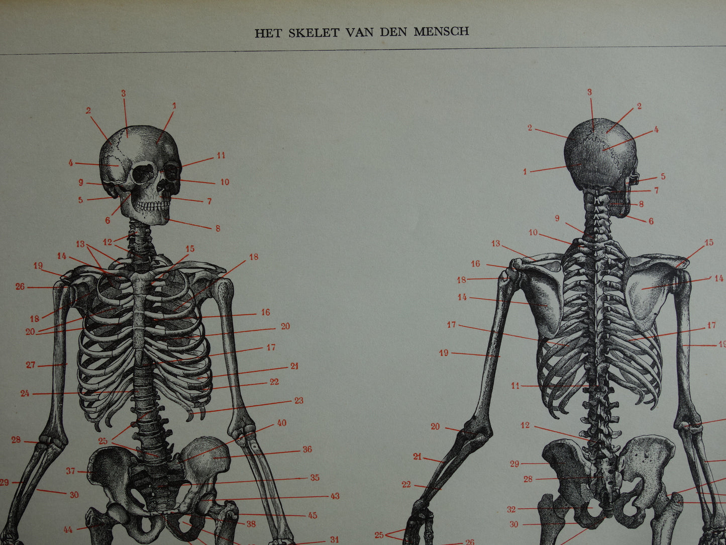 SKELET Oude anatomische prent uit 1938 Nederlandse originele vintage anatomie illustratie geraamte