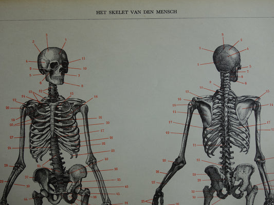 SKELET Oude anatomische prent uit 1938 Nederlandse originele vintage anatomie illustratie geraamte