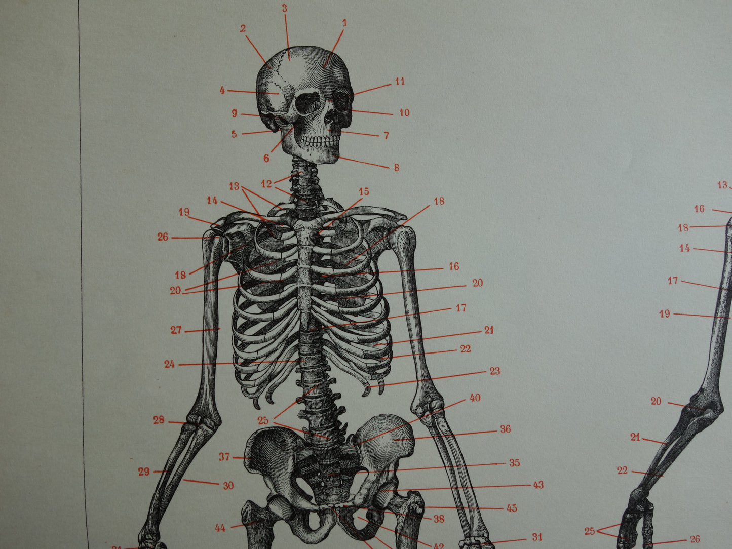 SKELET Oude anatomische prent uit 1938 Nederlandse originele vintage anatomie illustratie geraamte