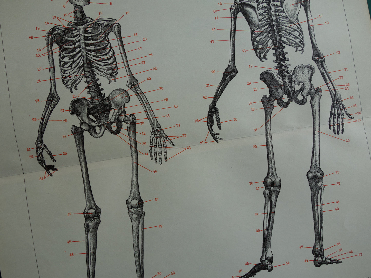 SKELET Oude anatomische prent uit 1938 Nederlandse originele vintage anatomie illustratie geraamte