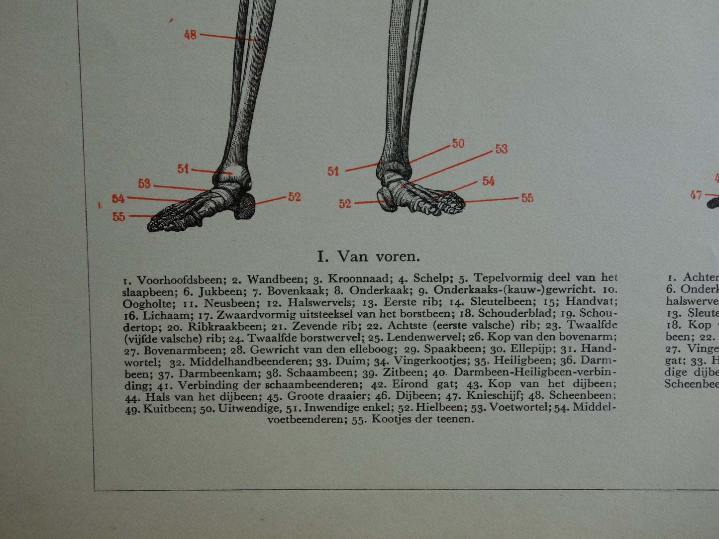 SKELET Oude anatomische prent uit 1938 Nederlandse originele vintage anatomie illustratie geraamte