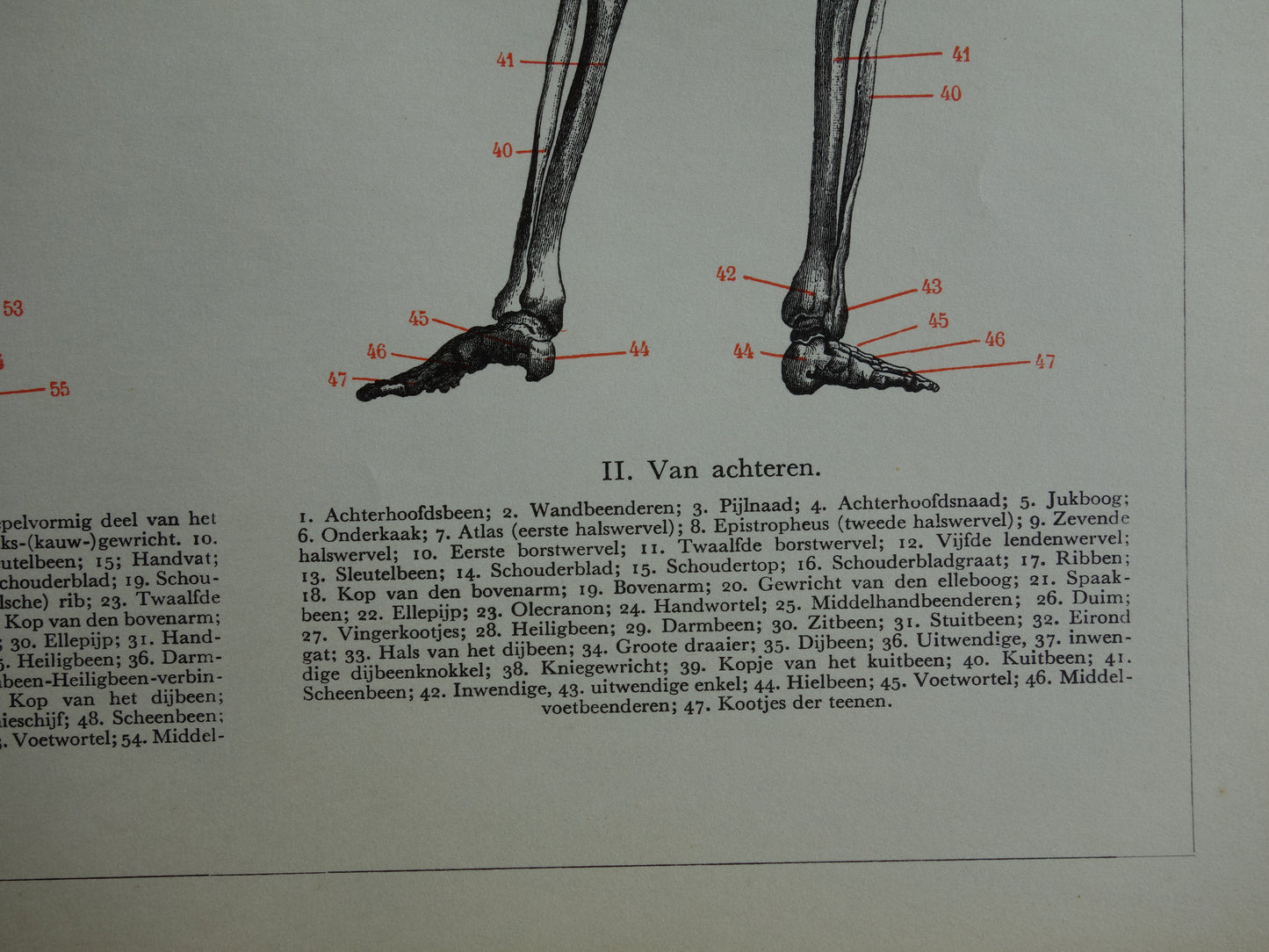 SKELET Oude anatomische prent uit 1938 Nederlandse originele vintage anatomie illustratie geraamte